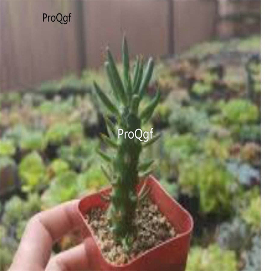 Prodgf 3Pcs A Set opuntia subulata eve needle cactus plant