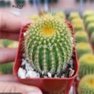 Prodgf 3Pcs A Set parodia leninghausii gold ball plant