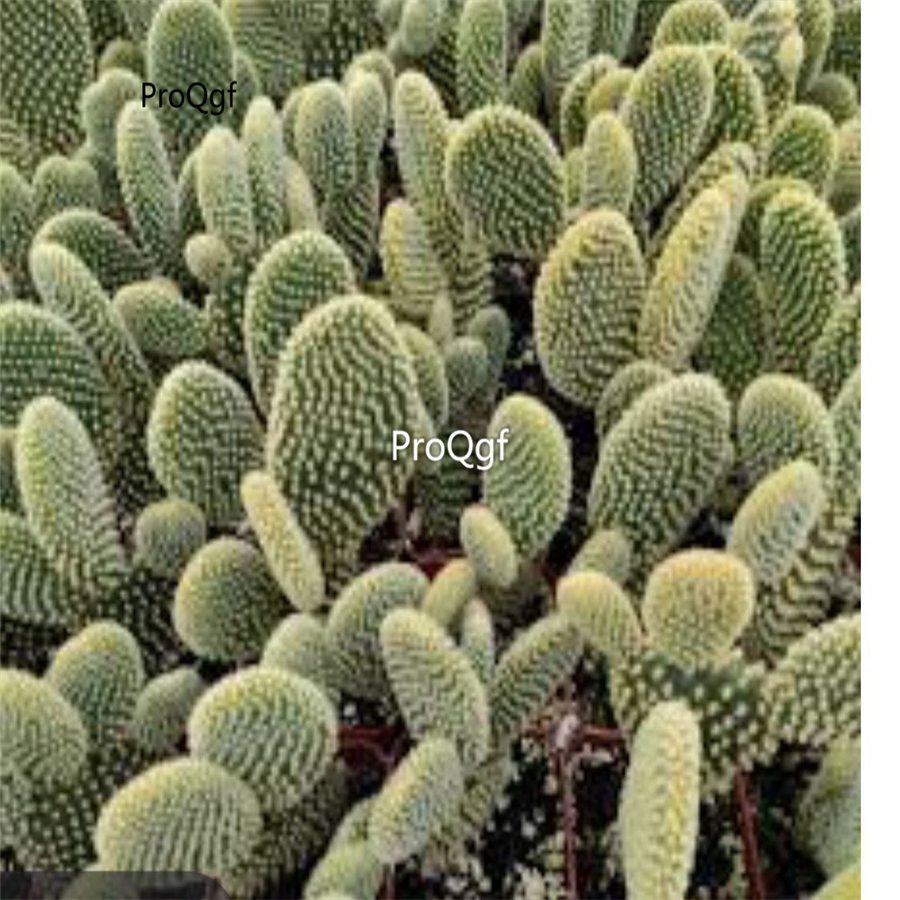 Prodgf 3Pcs A Set opuntia microdasys golden bunny plant