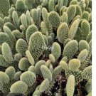 Prodgf 3Pcs A Set opuntia microdasys golden bunny plant