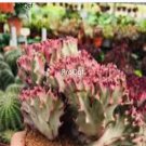 Prodgf 3Pcs A Set unicorn cactus plant