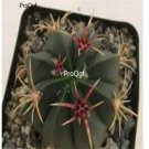 Prodgf 3Pcs A Set devil tongue barrel plant