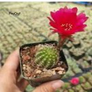 Prodgf 3Pcs A Set chamaelobivia rose quarts plant