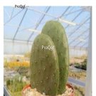 Prodgf 3Pcs A Set opuntia ficus india plant
