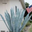 Prodgf 3Pcs A Set small blue agave americana plant