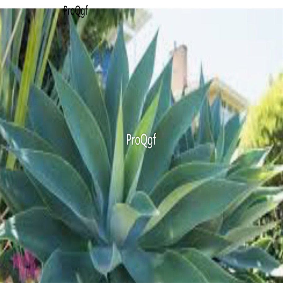 Prodgf 2Pcs A Set small attenuata agave plant