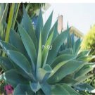 Prodgf 2Pcs A Set small attenuata agave plant