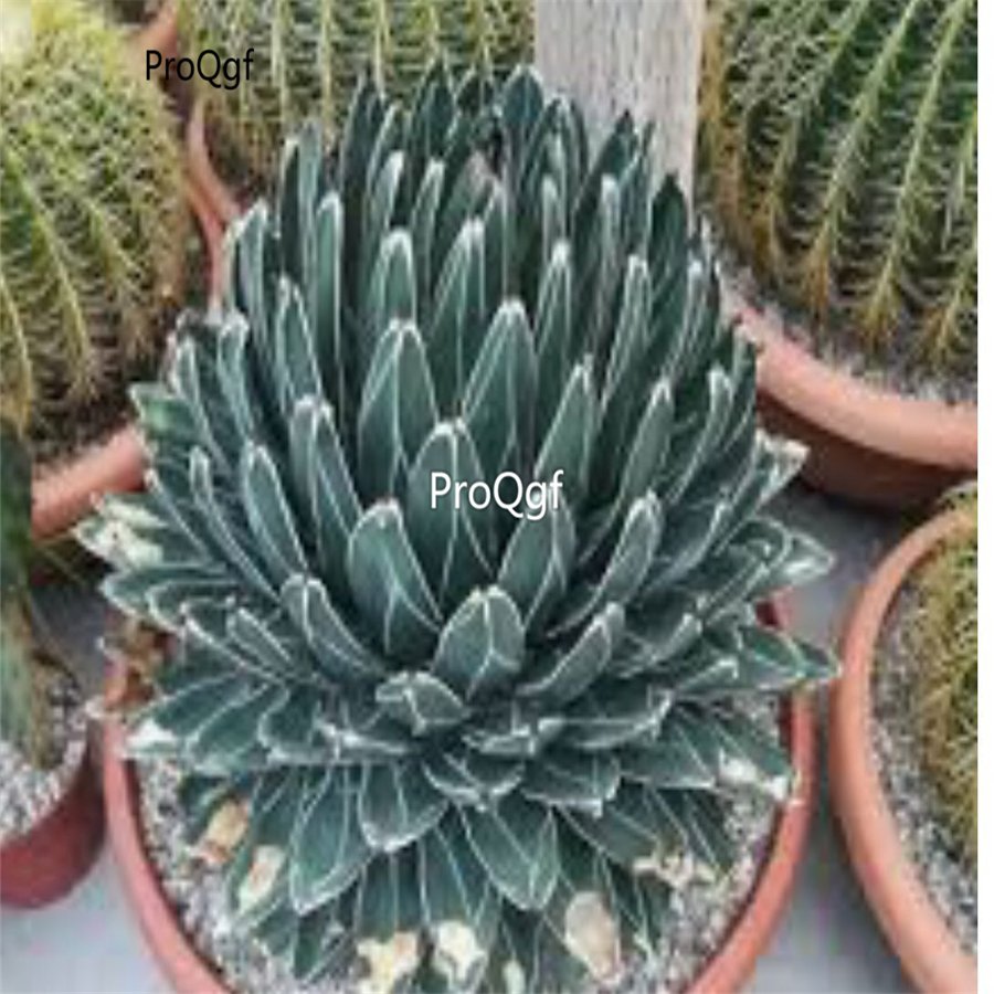 Prodgf 2Pcs A Set small agave victoriae plant