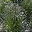 Prodgf 2Pcs A Set small agave geminiflora plant
