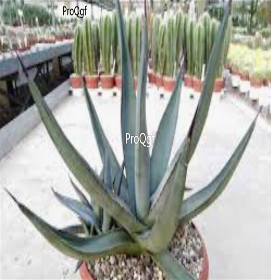 Prodgf 2Pcs A Set small agave nigra plant