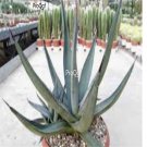 Prodgf 2Pcs A Set small agave nigra plant