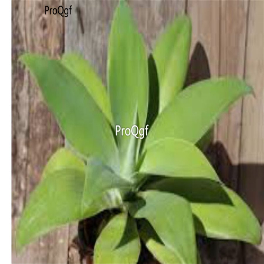 Prodgf 2Pcs A Set foxtail agave plant