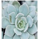 Prodgf 5Pcs A Set echeveria canadian exclusive plant