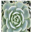 Prodgf 3Pcs A Set echeveria abalone plant
