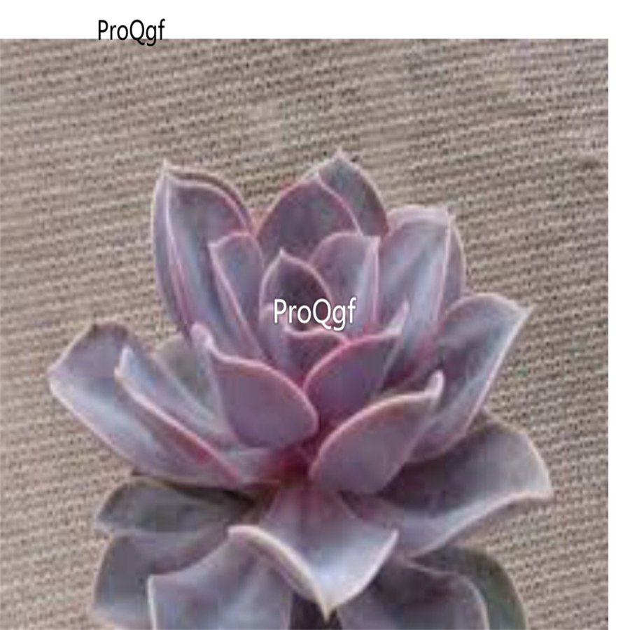 Prodgf 3Pcs A Set echeveria perle von nuremberge plant