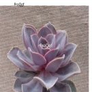 Prodgf 3Pcs A Set echeveria perle von nuremberge plant