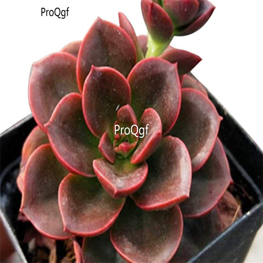 Prodgf 3Pcs A Set echeveria melaco plant