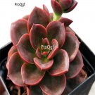 Prodgf 3Pcs A Set echeveria melaco plant