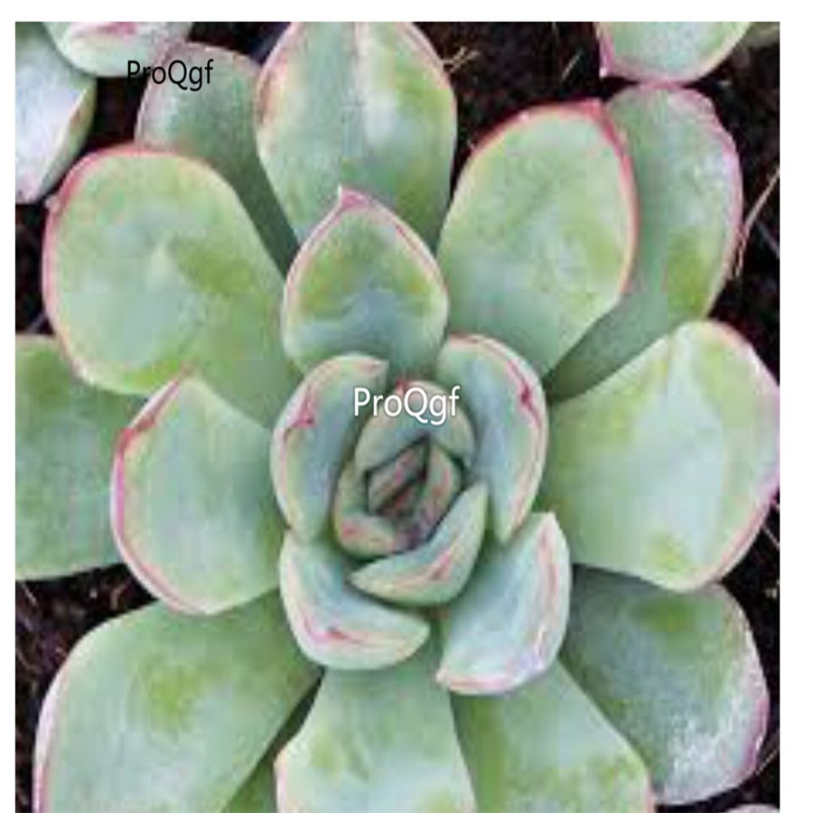 Prodgf 3Pcs A Set echeveria pulidonis plant