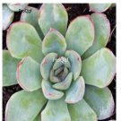 Prodgf 3Pcs A Set echeveria pulidonis plant