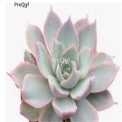 Prodgf 3Pcs A Set echeveria subsessilis pink plant
