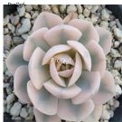 Prodgf 2Pcs A Set echeveria agavoides akaihosi plant
