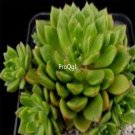 Prodgf 3Pcs A Set echeveria cuencaensis plant
