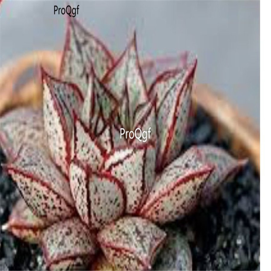 Prodgf 2Pcs A Set echeveria purpusorum white form plant