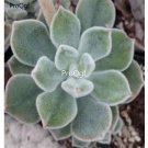 Prodgf 3Pcs A Set echeveria pulvinata frosty plant