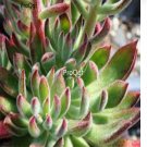 Prodgf 3Pcs A Set echeveria red velvet plant