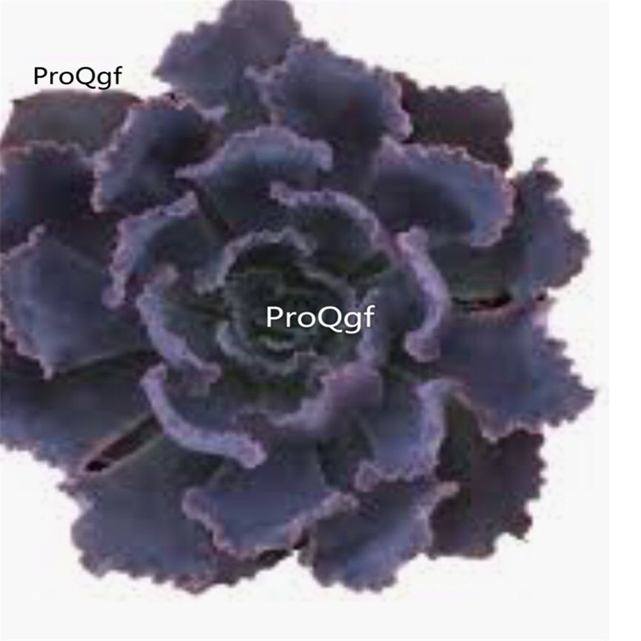 Prodgf 3Pcs A Set echeveria neon breakers plant