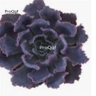 Prodgf 3Pcs A Set echeveria neon breakers plant