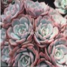 Prodgf 3Pcs A Set echeveria laurensis plant