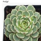 Prodgf 3Pcs A Set echeveria derenbergii purpurea plant