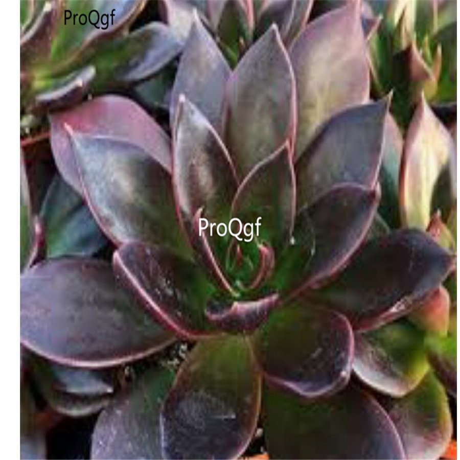 Prodgf 3Pcs A Set echeveria preta mexican hen plant
