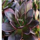 Prodgf 3Pcs A Set echeveria preta mexican hen plant