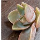 Prodgf 3Pcs A Set echeveria cante affinis plant