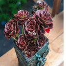 Prodgf 3Pcs A Set echeveria melaco plant