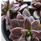 Prodgf 3Pcs A Set echeveria compressicaulis plant