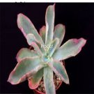 Prodgf 3Pcs A Set echeveria fulgens plant