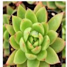 Prodgf 3Pcs A Set echeveria agavoides plant