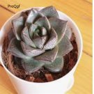 Prodgf 3Pcs A Set echeveria lotus chinensis plant