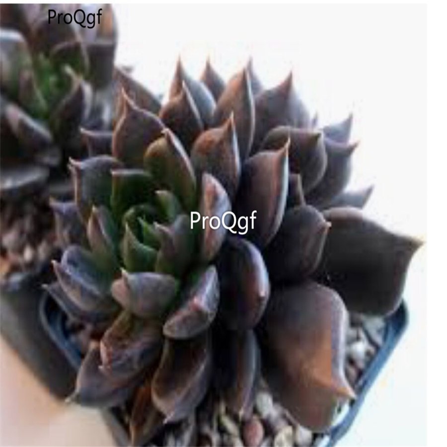 Prodgf 3Pcs A Set echeveria black knight plant