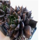 Prodgf 3Pcs A Set echeveria black knight plant