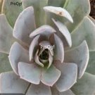 Prodgf 3Pcs A Set echeveria morning beauty plant