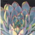 Prodgf 3Pcs A Set echeveria hercules plant