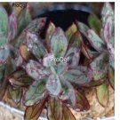 Prodgf 3Pcs A Set echeveria little painted lady plant