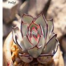 Prodgf 3Pcs A Set echeveria strictiflora nova plant