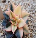 Prodgf 1Pcs A Set echeveria monocerotis plant random color