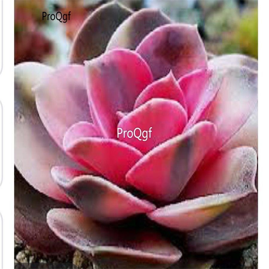 Prodgf 3Pcs A Set echeveria rainbow plant